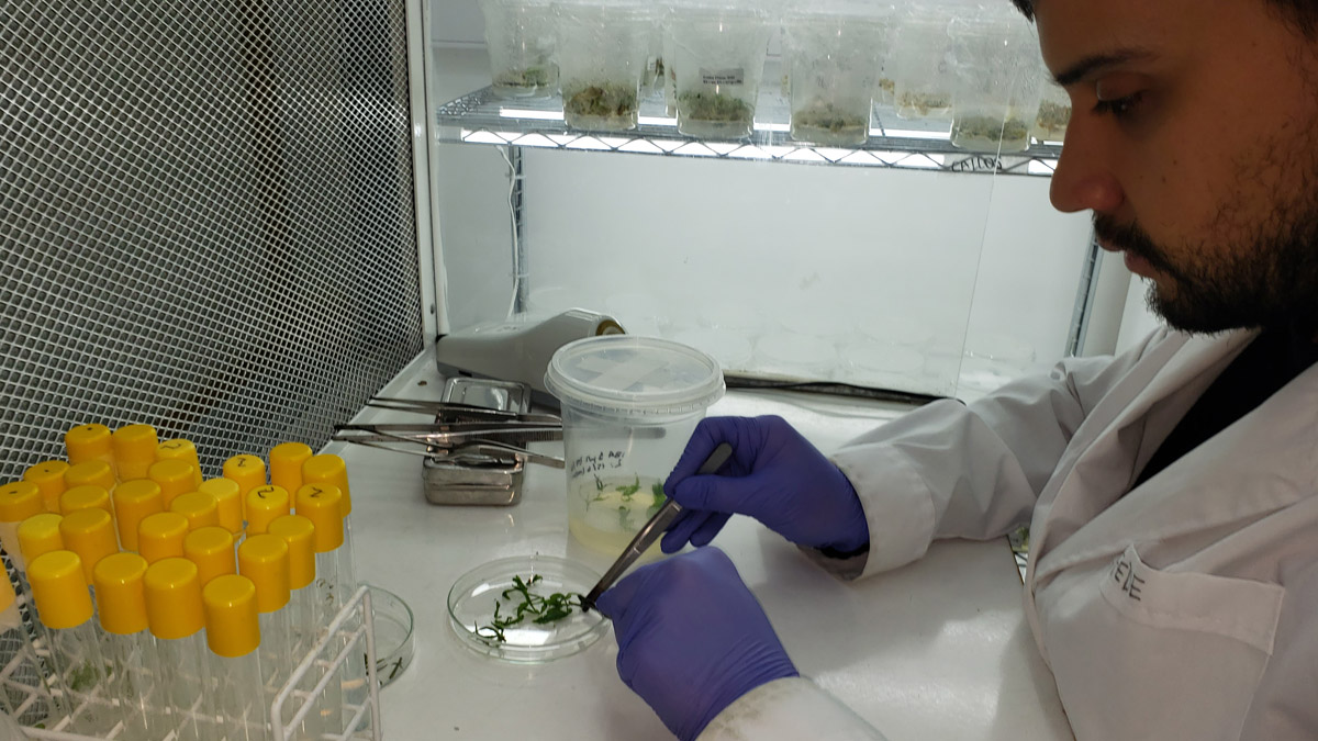 Logran eliminar el THC del cannabis con edición genética