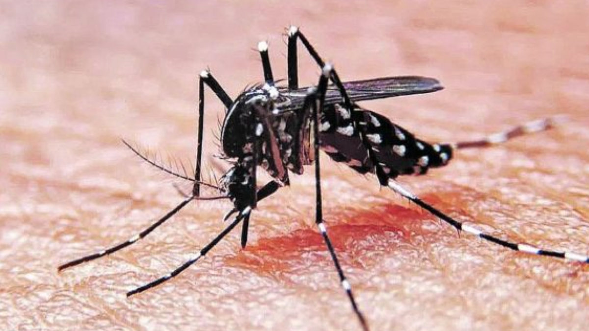 Epidemia histórica de dengue 
